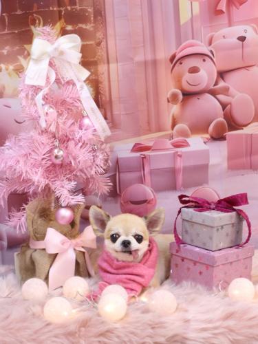 20241228momoちゃん